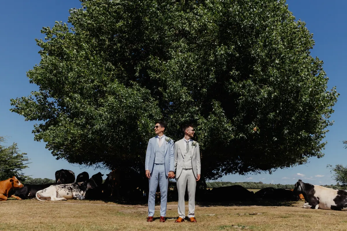 Two grooms holding hands under a large tree with cows resting in the field around them