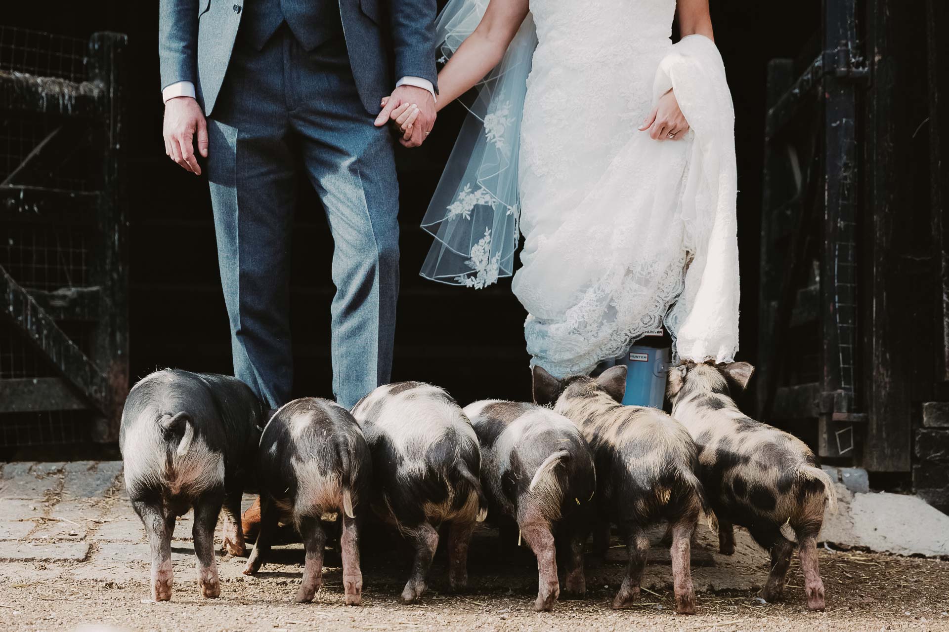 Barn Wedding Venue in Oxfordshire, pigs at the feet of a bride and groom